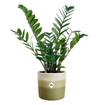 colour gradient round 14cm bamboo green